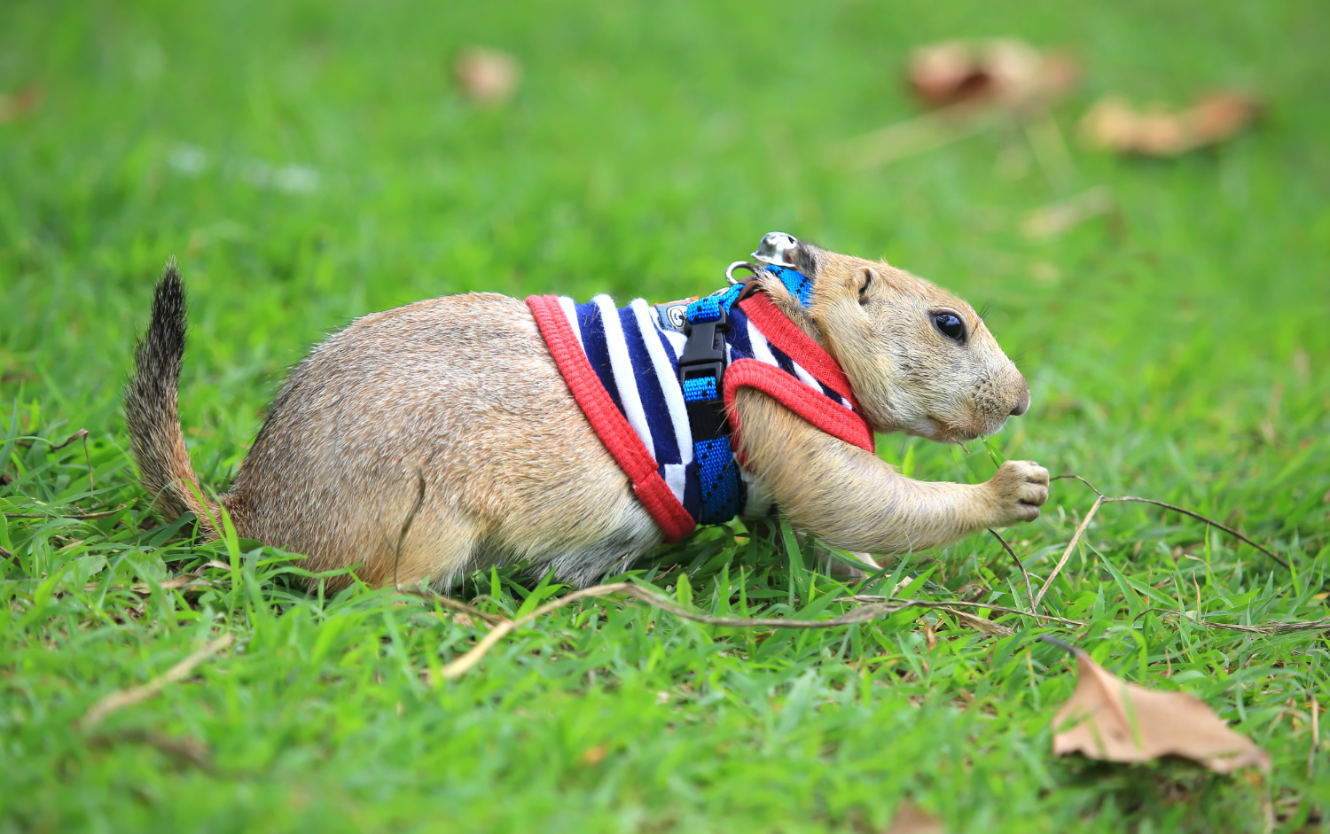 พฤติกรรม มาร์มอต แพรี่ด็อก Prairie Dog