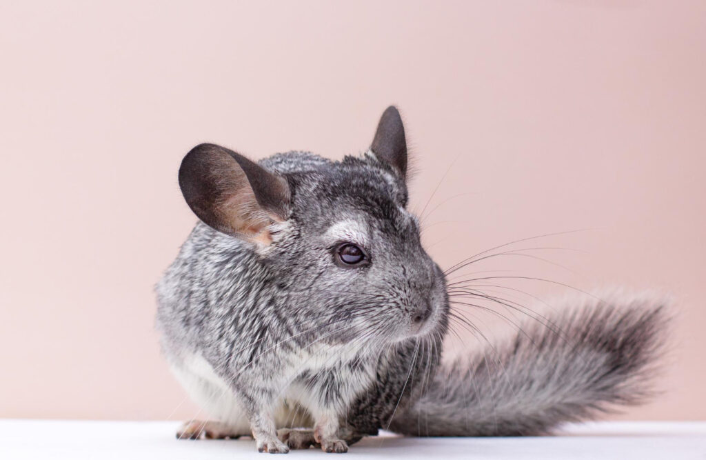 ชินชิลล่า (Chinchilla) คืออะไร นิสัยเป็นยังไง ?