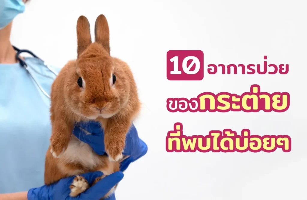 10 อาการป่วยของกระต่ายที่พบบ่อยๆ