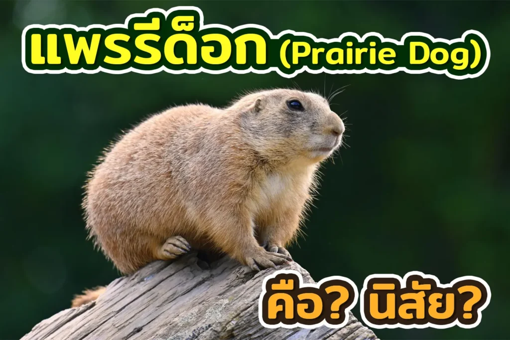 แพรรีด็อก คืออะไร นิสัยเป็นยังไง