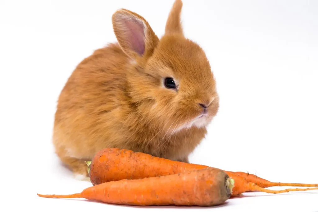 กระต่ายกินแครอทได้ไหม