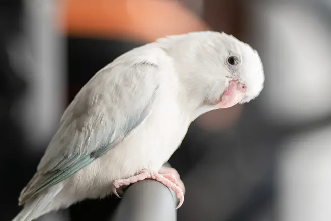 นก fopus สีขาว