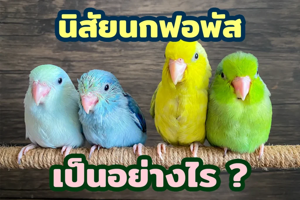 นิสัยของฟอพัส เป็นอย่างไร?