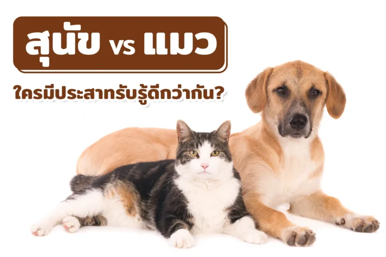 สุนัข vs แมว ใครมีประสาทรับรู้ดีกว่ากัน?