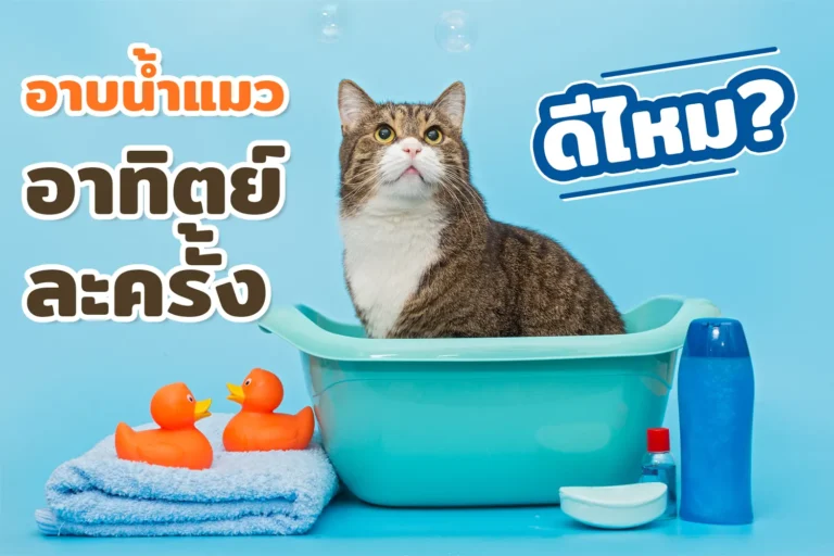 อาบน้ำแมวอาทิตย์ละครั้ง ดีหรือไม่?