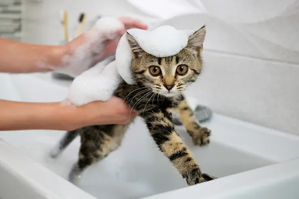 อาบน้ำแมว จำเป็นไหม