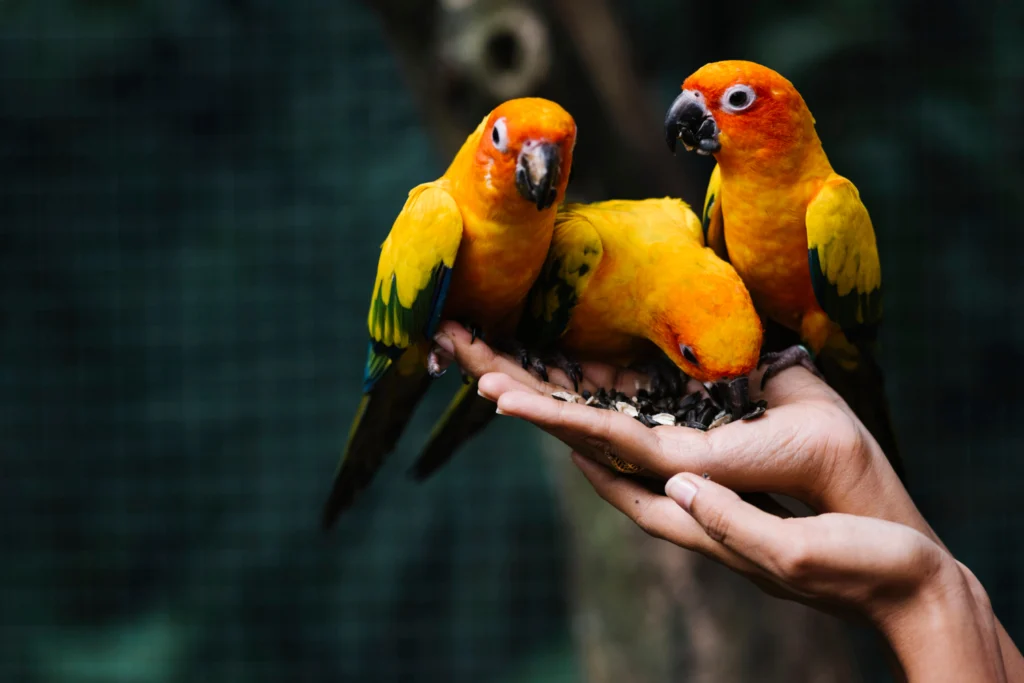 ลักษณะสีขน นกซันคอนัวร์ sun conure parrot