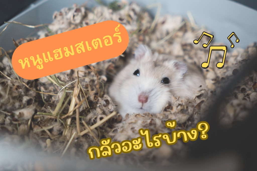 หนูเเฮมสเตอร์ เลี้ยงอย่างไร กลัวอะไรบ้าง?