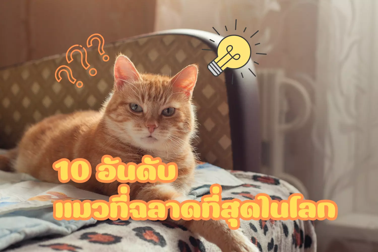 10 อันดับ แมวที่ฉลาดที่สุดในโลก มีสายพันธ์ุอะไรบ้าง ลักษณะนิสัยอย่างไร 10 อันดับ แมวที่ฉลาดที่สุดในโลก มีสายพันธ์ุอะไรบ้าง ลักษณะนิสัยอย่างไร