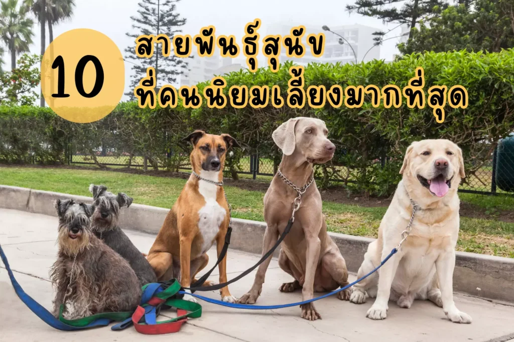 10 สายพันธุ์สุนัข ที่คนนิยมเลี้ยงมากที่สุด