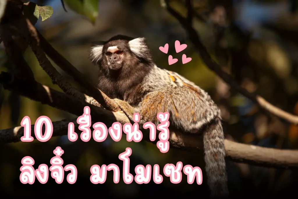 10 เรื่องน่ารู้ ลิงจิ๋ว มาโมเซท