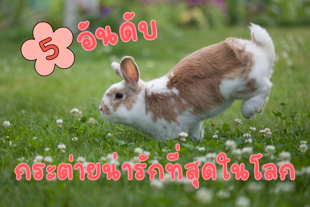 5 อันดับ กระต่ายน่ารักที่สุดในโลก มีนิสัยอย่างไร อะไรบ้าง