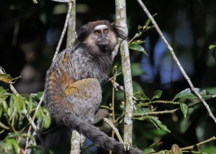 Black-tufted marmoset กำลังมองเหยื่อ