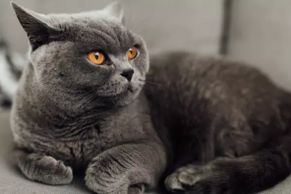 British Shorthair ขนสั้น ฉลาดมาก