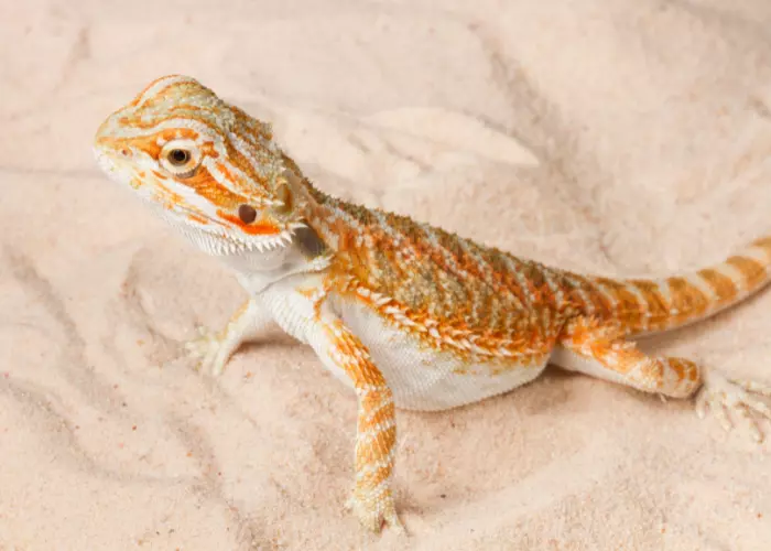 Dwarf bearded dragon ตัวเล็กที่สุด