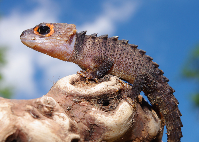 จิ้งเหลนจระเข้ตาแดง (Red-eyed crocodile skink)