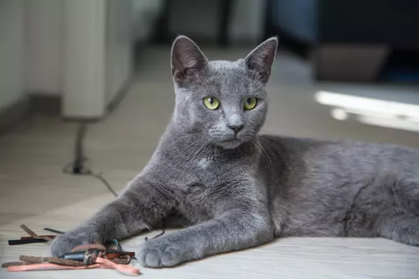 แมวรัสเซียนบลู (Russian Blue Cat)