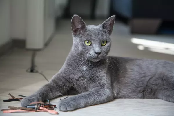 Russian Blue ขนสีเทา มีเสน่ห์