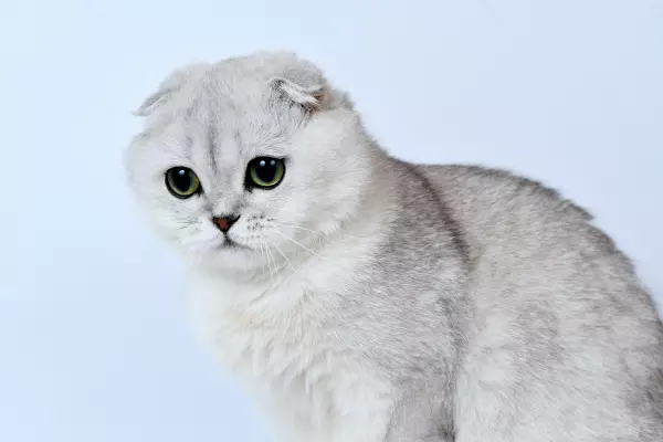 Scottish Fold เป็นแมวที่ฉลาดที่สุดในโลก อีกสายพันธุ์หนึ่ง