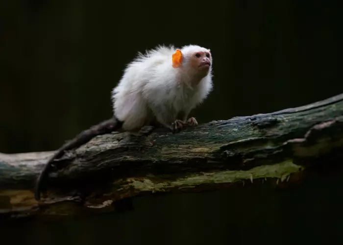 ซิลเวอรี่ตัวสีขาว (Silvery marmoset)