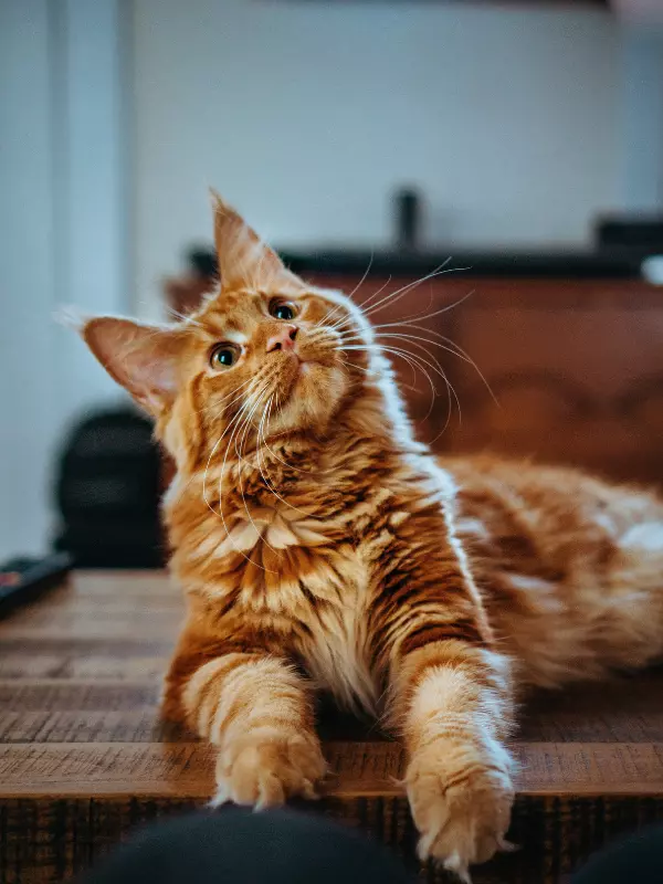 Somali เป็นแมวสีส้มขนยาว สวย ฉลาด