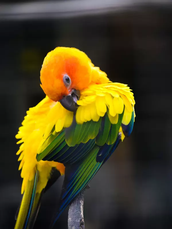 นกแก้วซันคอนัวร์ (Sun Conure Parrot) สีส้ม