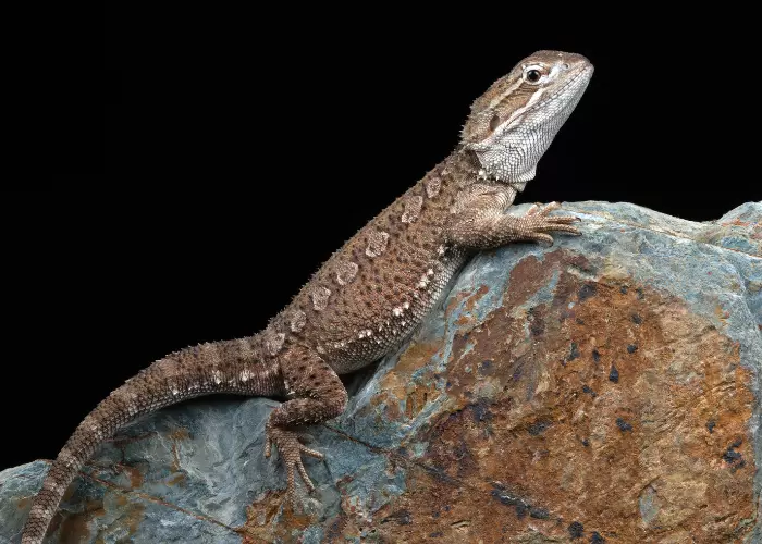 Western bearded dragon