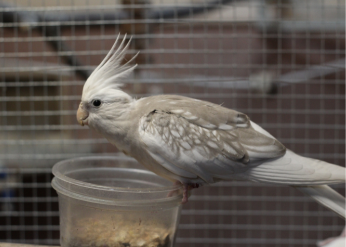 White faced Cockatiel ค๊อกคาเทลสีขาว-ดำ