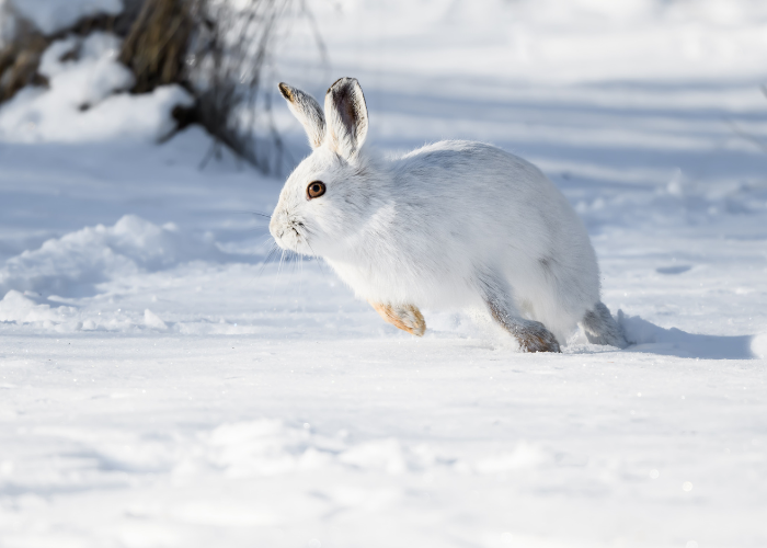 กระต่ายขาววิ่งหลบ