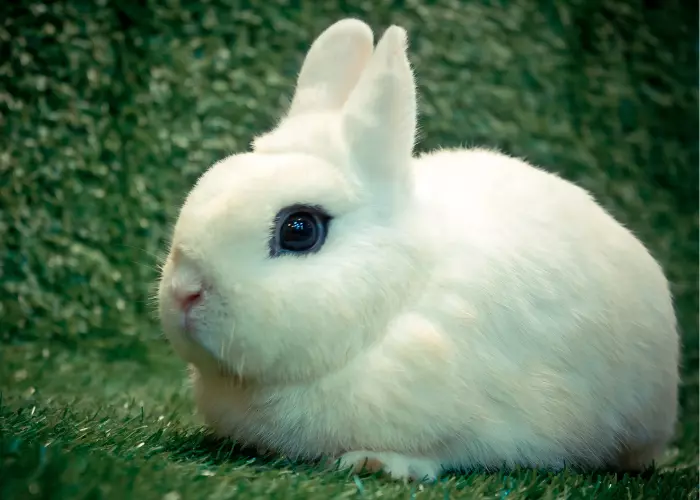 กระต่ายพันธุดวอร์ฟ โฮท็อท กระต่ายน่ารักที่สุดในโลก อีกชนิดหนึ่ง