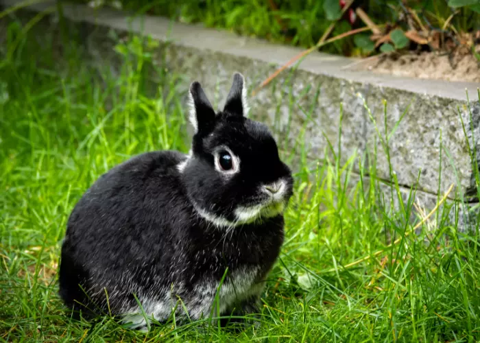 กระต่ายพันธุ์เนเธอร์แลนด์ดวอร์ฟ