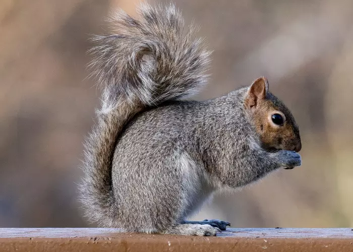 กระรอกสวน (Red-bellied squirrel) 