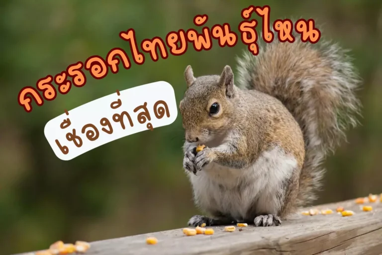 กระรอกไทยพันธุ์ไหน-เชื่องที่สุด