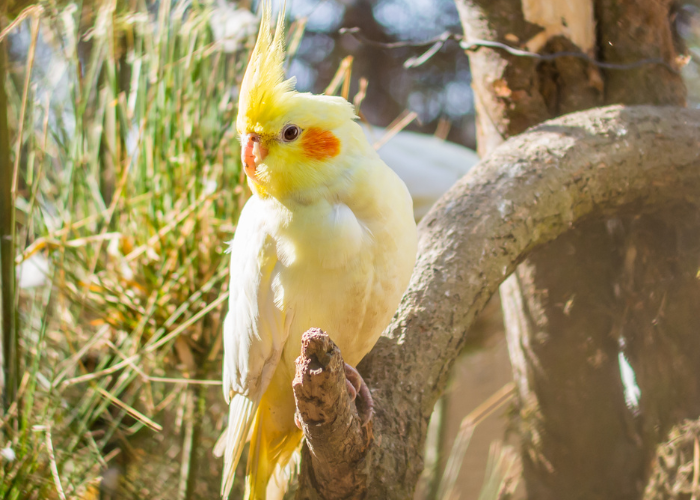 นกสีเหลือง Lutino Cockatiel