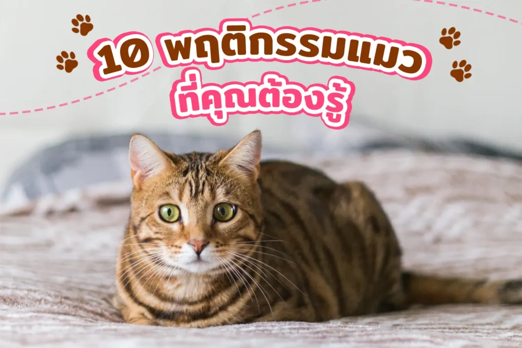 10พฤติกรรมแมว-ที่คุณต้องรู้ แมว สัตว์เลี้ยง