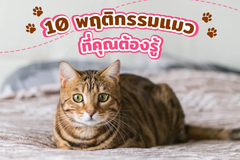 10 พฤติกรรมแมว ที่คุณต้องรู้?