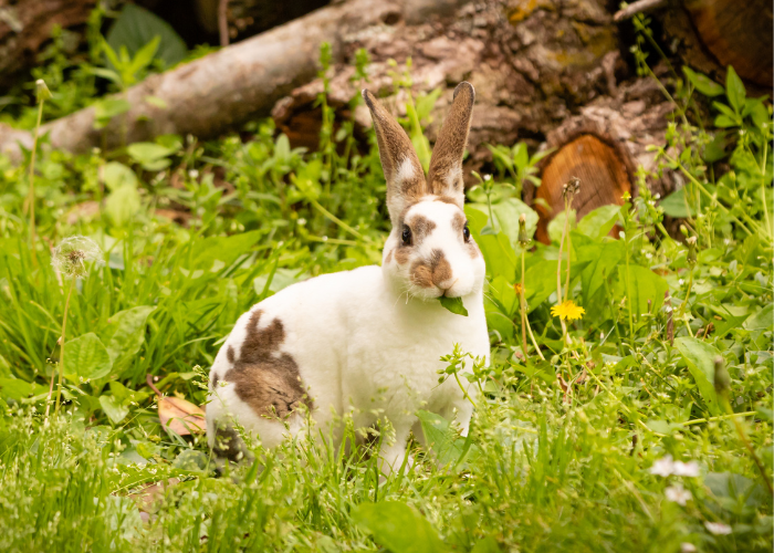 มินิเร็กซ์ (Mini Rex) กระต่ายแคระพันธุ์ขนสั้น