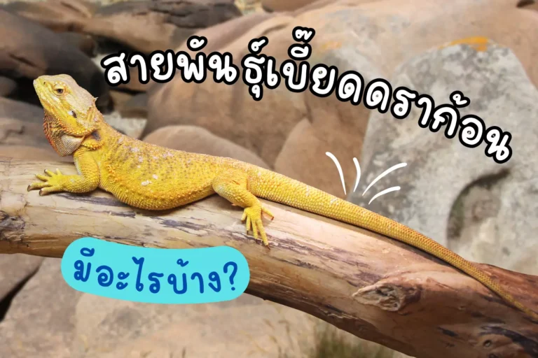 สายพันธุ์เบี๊ยดดราก้อน มีอะไรบ้าง?