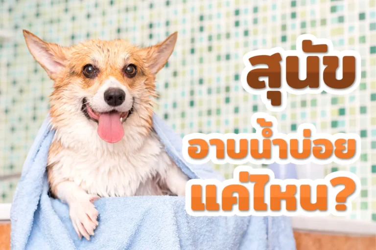 สุนัขอาบน้ำ ได้บ่อยแค่ไหน?