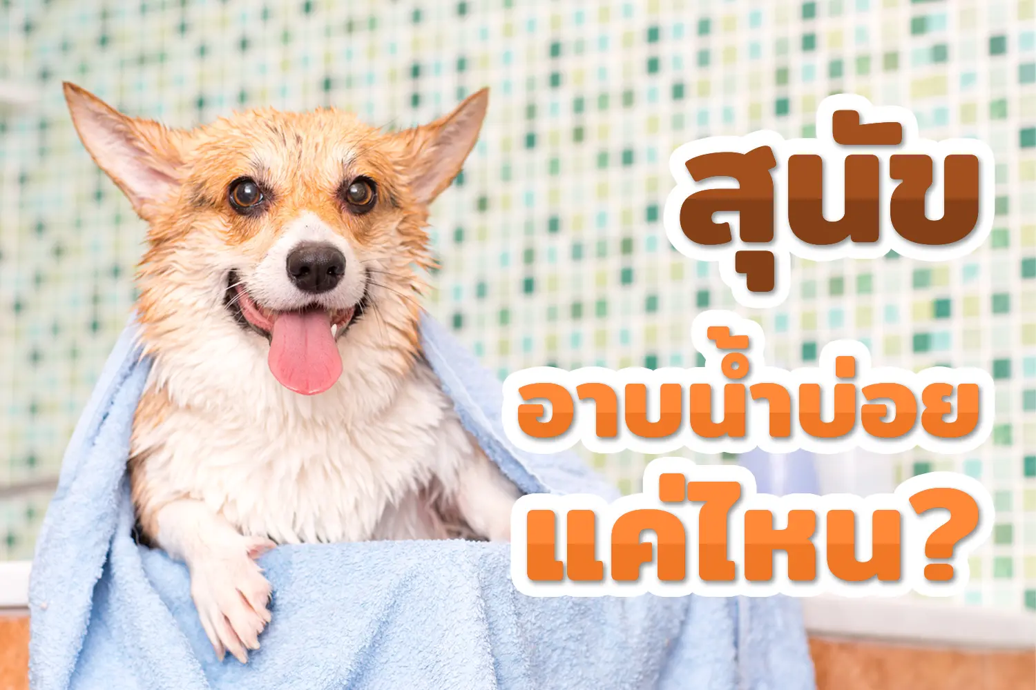 สุนัขควรอาบน้ำ ได้บ่อยเเค่ไหน ช่วงเวลาใด