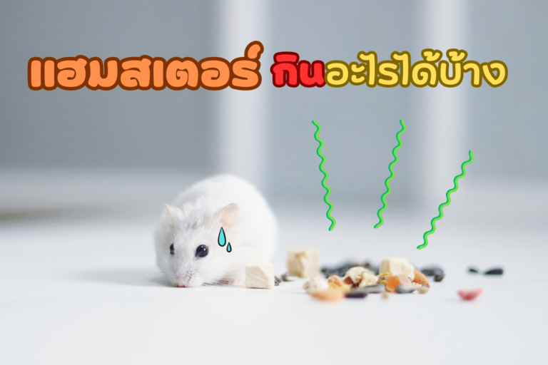 หนูแฮมสเตอร์ กินอะไรได้บ้าง