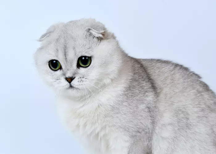 สก็อตติชโฟลด์แมวที่น่ารักที่สุดในโลก