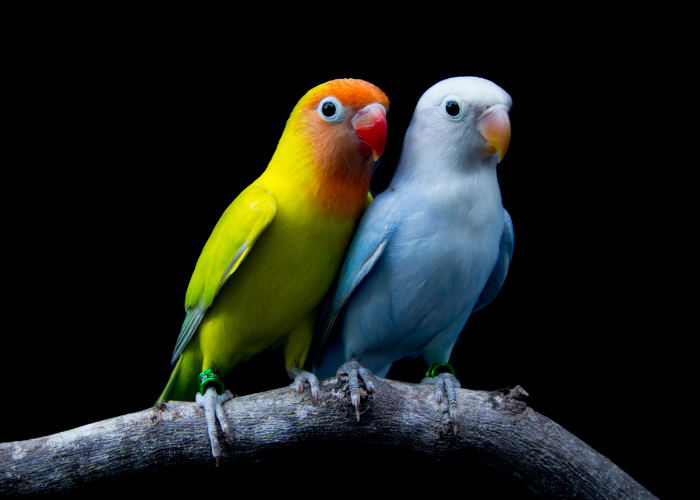 Lovebird นกพูดได้ นกสีสดใส