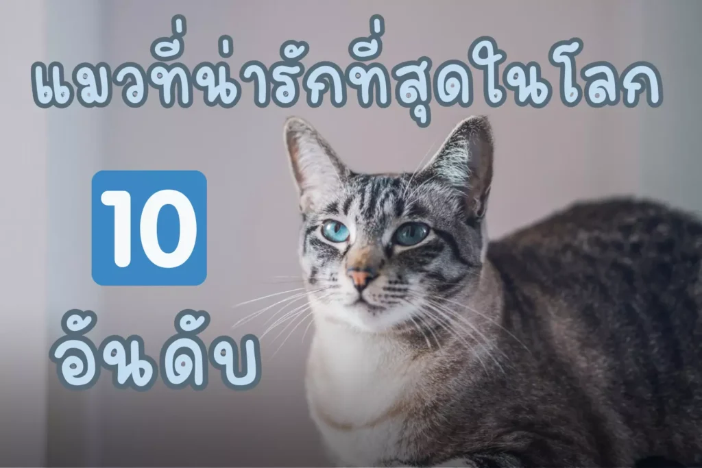 แมวที่น่ารักที่สุดในโลก-10-อันดับ