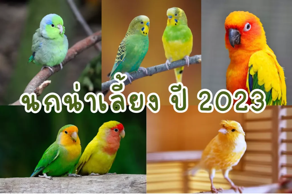 นกน่าเลี้ยง ปี 2023