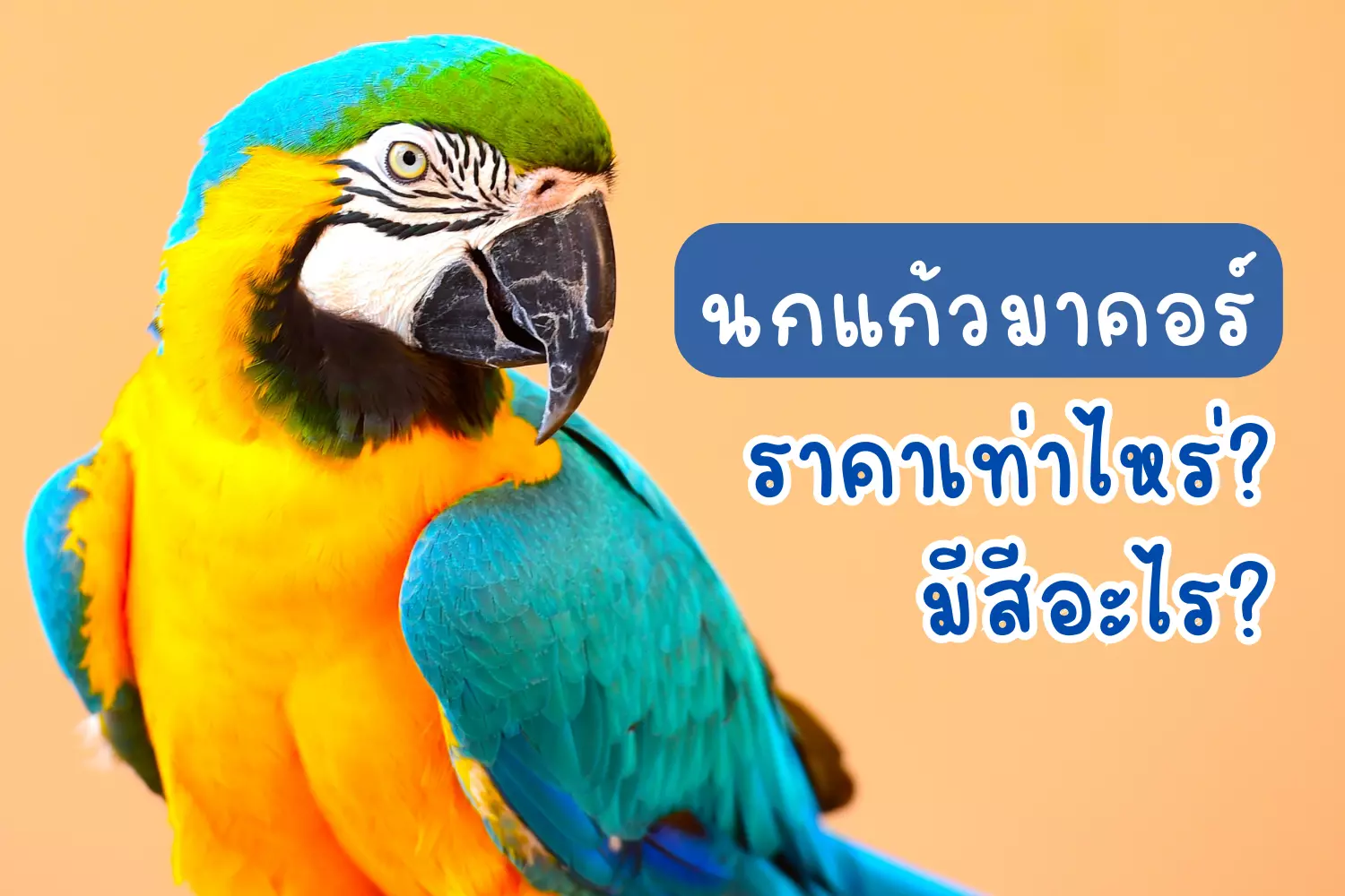 นกแก้วมาคอร์ ราคาเท่าไหร่ และนกแก้วมาคอร์มีสีอะไรบ้าง นกแก้วมาคอร์ ราคาเท่าไหร่ และนกแก้วมาคอร์มีสีอะไรบ้าง