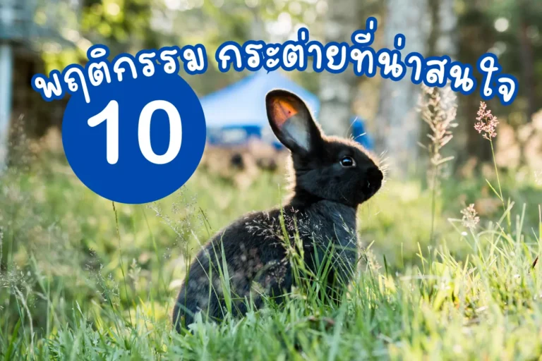 10 พฤติกรรม กระต่ายที่น่าสนใจ