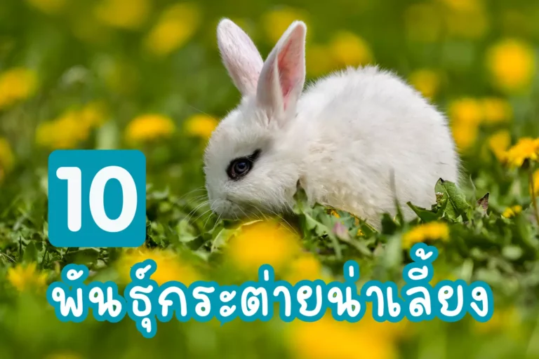 10 พันธุ์กระต่ายน่าเลี้ยง