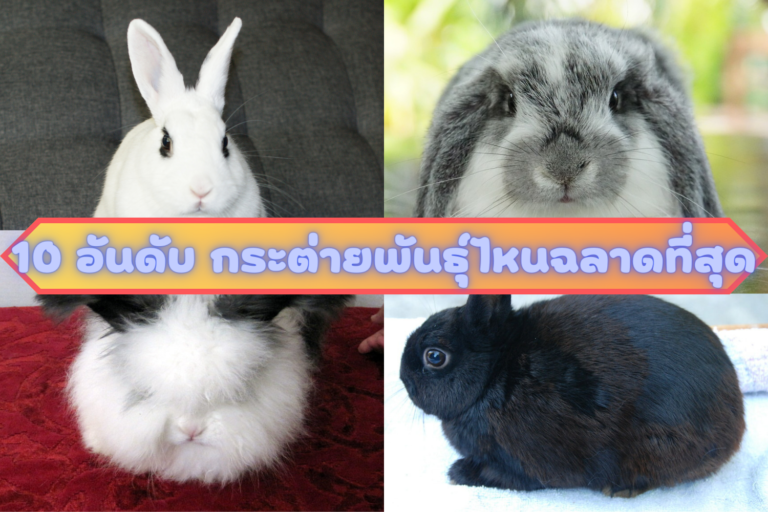 กระต่ายพันธุ์ไหนฉลาดที่สุด