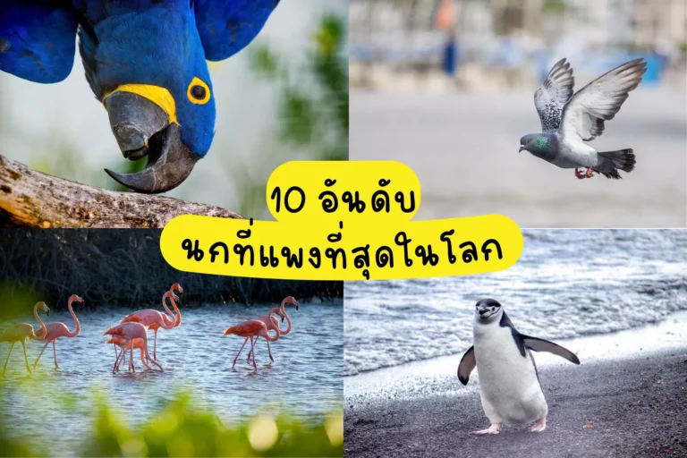 10 อันดับ นกที่แพงที่สุดในโลก